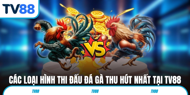Các loại hình thi đấu đá gà thu hút nhất tại TV88