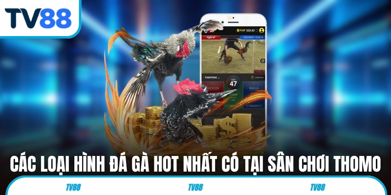 Các loại hình đá gà hot nhất có tại sân chơi Thomo 