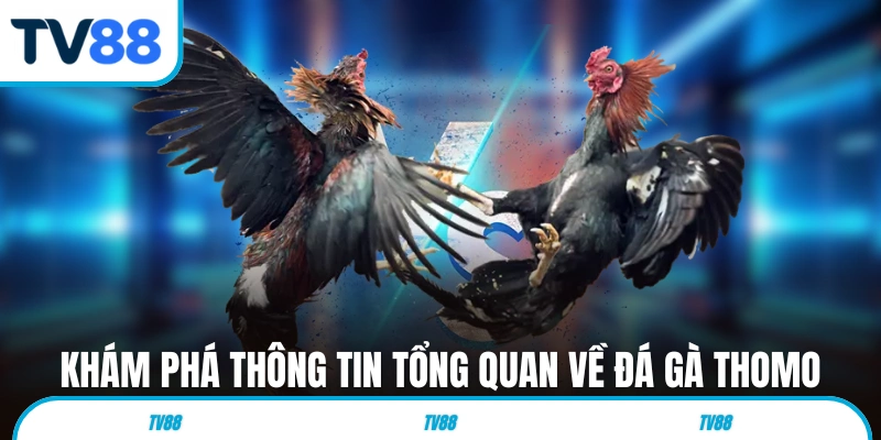 Khám phá thông tin tổng quan về sân chơi đá gà Thomo 